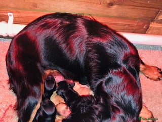 Cockapoo dogs cockerpoo puppies 3boys 3girls - Advert 1