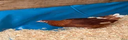 Chickens poultry for sale: Point of lay chickens  - Advert 5