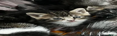 Domestic Shorthair Kitten 2 (Autumn)