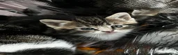 Domestic Shorthair cats for sale: Two female domestic shorthair female kitties in Birmingham - Advert 4