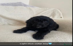 Cockapoo dogs for sale: 5 gorgeous cockapoo pups for sale  - Image 6