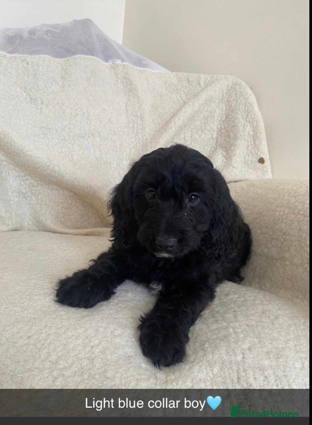 Cockapoo dogs for sale: 5 gorgeous cockapoo pups for sale  - Image 6