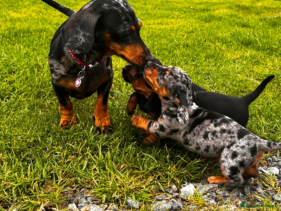 Miniature Dachshund dogs for sale: Stunning Miniature Dachshund Puppies - Image 7