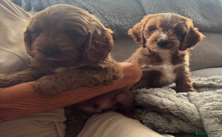 Cockapoo dogs - Advert 5