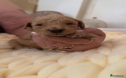 Toy Poodle dogs for sale: Toy poodles for sale  - Image 14