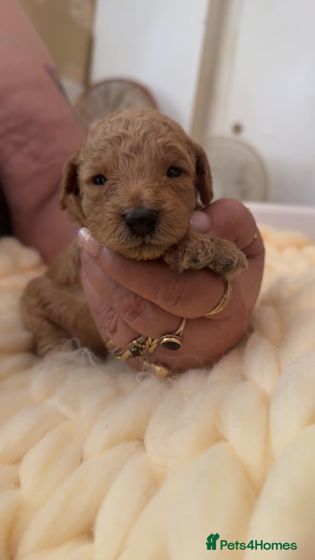 Toy Poodle dogs for sale: Toy poodles for sale  - Image 14