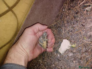 Tortoise reptiles HERMANNS TORTOISE BABIES HATCHED UK JULY 2025 - Advert 1