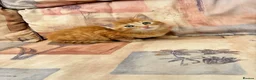 Mixed Breed cats for sale: Ginger-Tortie Kittens  - Advert 10