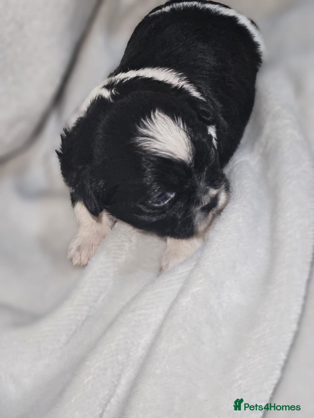 Shih Tzu dogs for sale: Shih tzu puppies  - Advert 10