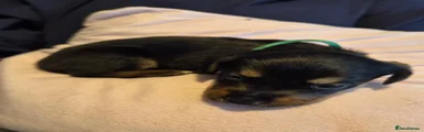 Mixed Breed 7