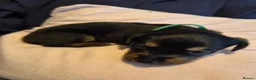 Mixed Breed dogs for sale: Rottweiler x lurcher  - Advert 11