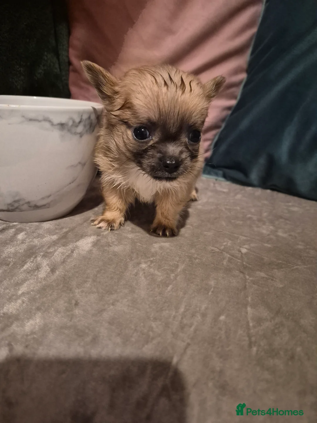 Chihuahua dogs for sale: Pure Chihuahua puppies  - Advert 25