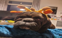 English Bulldog dogs for sale: Adult female bulldog  - Image 2