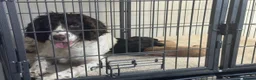 Cockapoo dogs for sale: Stunning cockapoos looking for forever homes - Advert 10