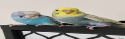 Budgerigars birds for sale: Budgies 8 weeks old - Advert 3