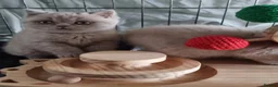 British Shorthair cats for sale: British Shorthair Healthy Vaccinated Microchipped  - Advert 13