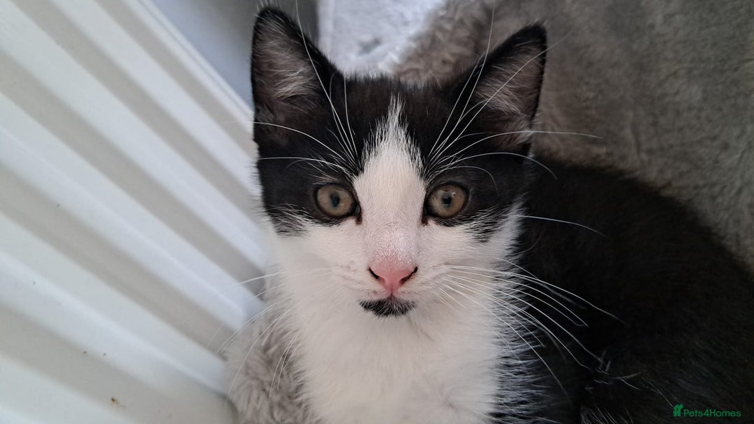 Mixed Breed cats for sale: Kittens  - Image 9