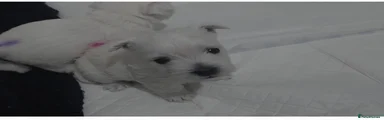 West Highland Terrier 2