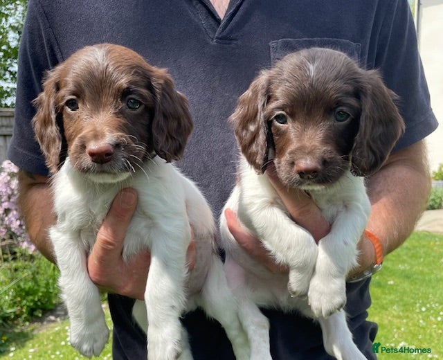 English Springer Spaniel dogs 9 in litter, 3 boys left. Ready 12th May  - Advert 1