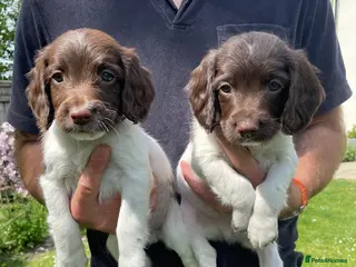 English Springer Spaniel dogs 9 in litter, 3 boys left. Ready 12th May - Advert 1