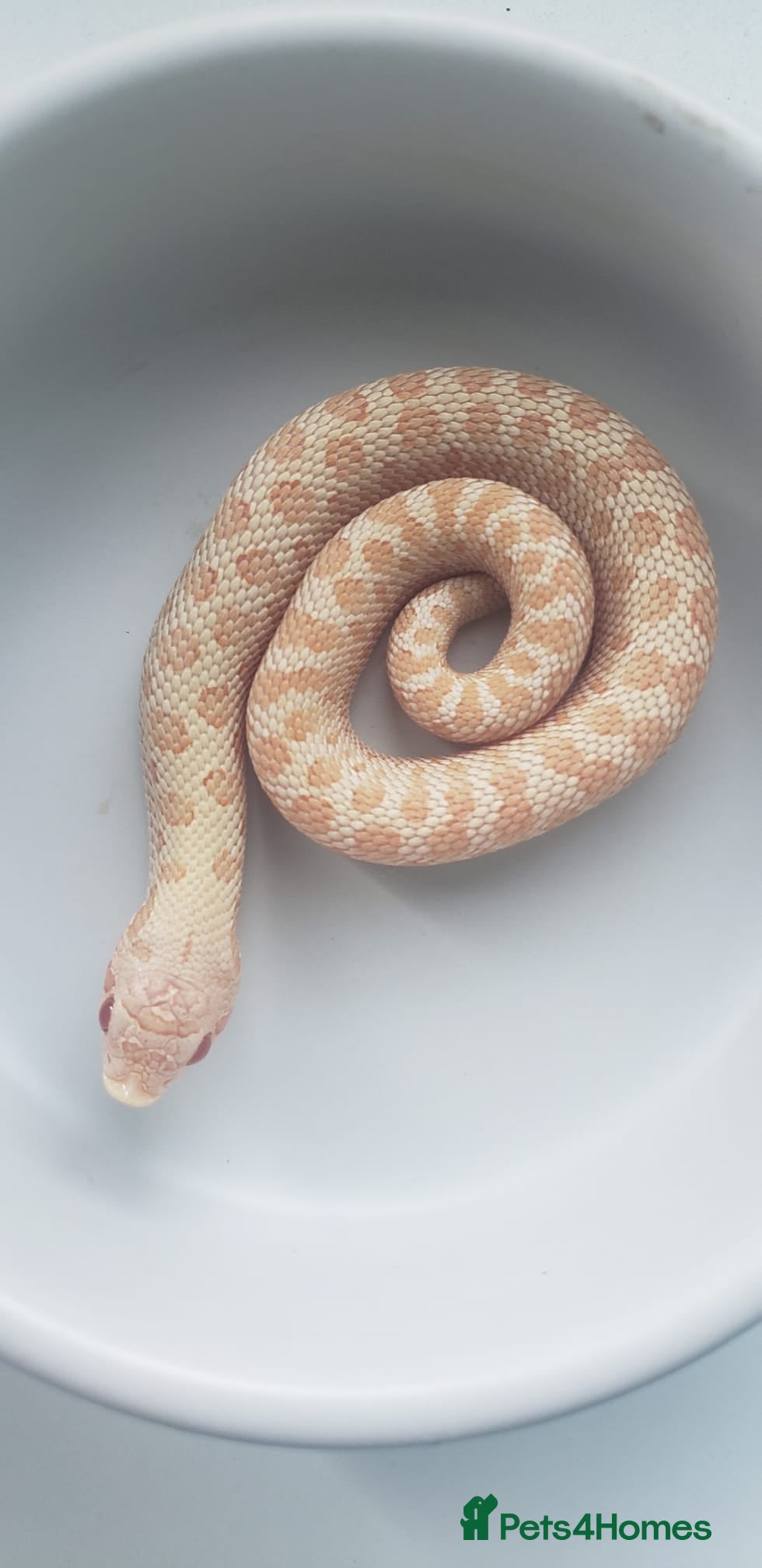 Snake reptiles Ultramel & Frosted CB26 western hognose Babies  - Advert 1