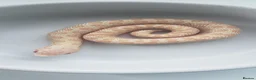 Snake reptiles for sale: Ultramel & Frosted CB26 western hognose Babies  - Advert 1