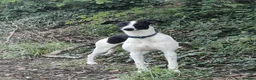 Whippet dogs for sale: Whippet puppies ready to reserve - Advert 2
