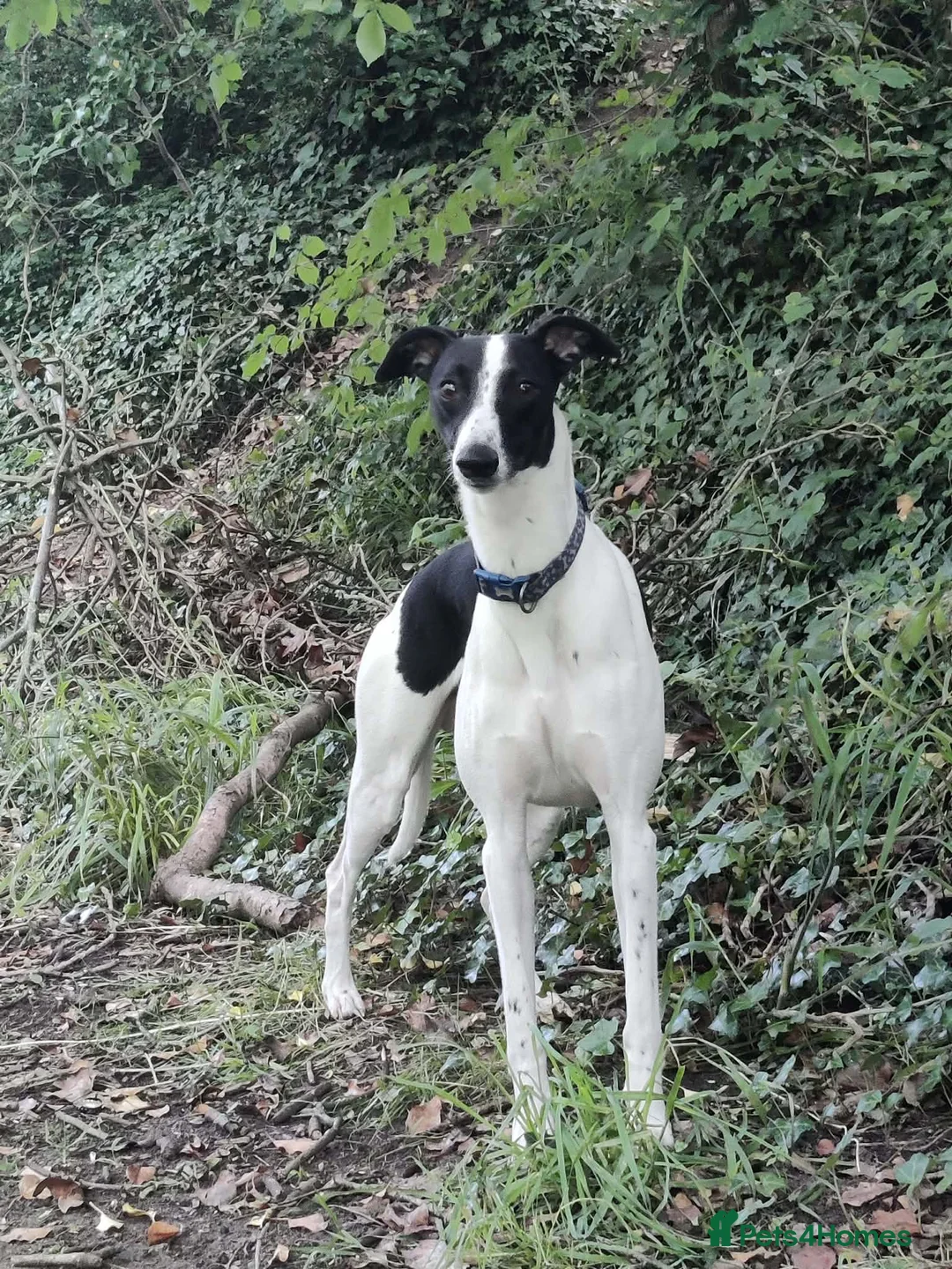 Whippet dogs for sale: Whippet puppies ready to reserve - Advert 2