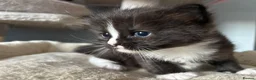 Mixed Breed cats for sale: Long‑Haired Ragdoll Cross Tortoiseshell Kittens - Advert 17
