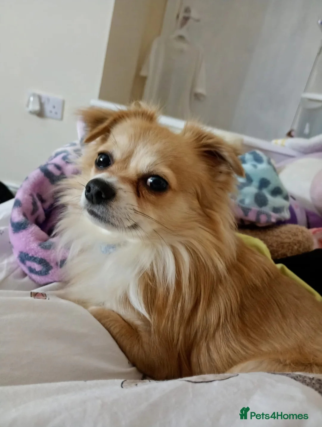 Chihuahua dogs for stud: Handsome man for stud in Lancaster - Advert 1
