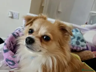 Chihuahua dogs Handsome man for stud - Advert 1