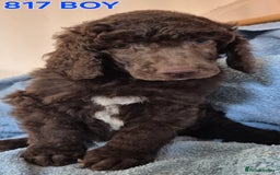 Standard Poodle dogs for sale: KC reg Brown Parti & phantom Standard Poodle pups - Image 26
