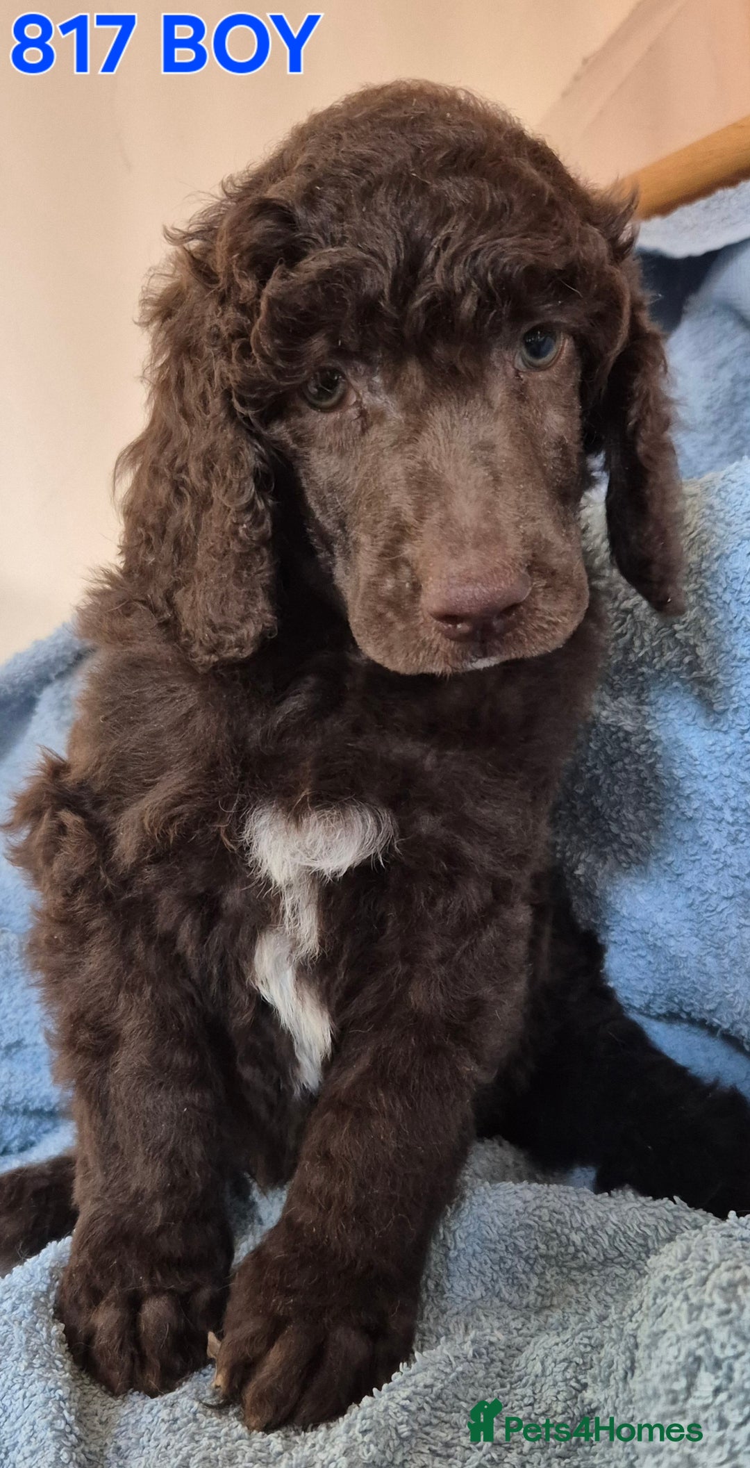Standard Poodle dogs for sale: KC reg Brown Parti & phantom Standard Poodle pups - Image 26