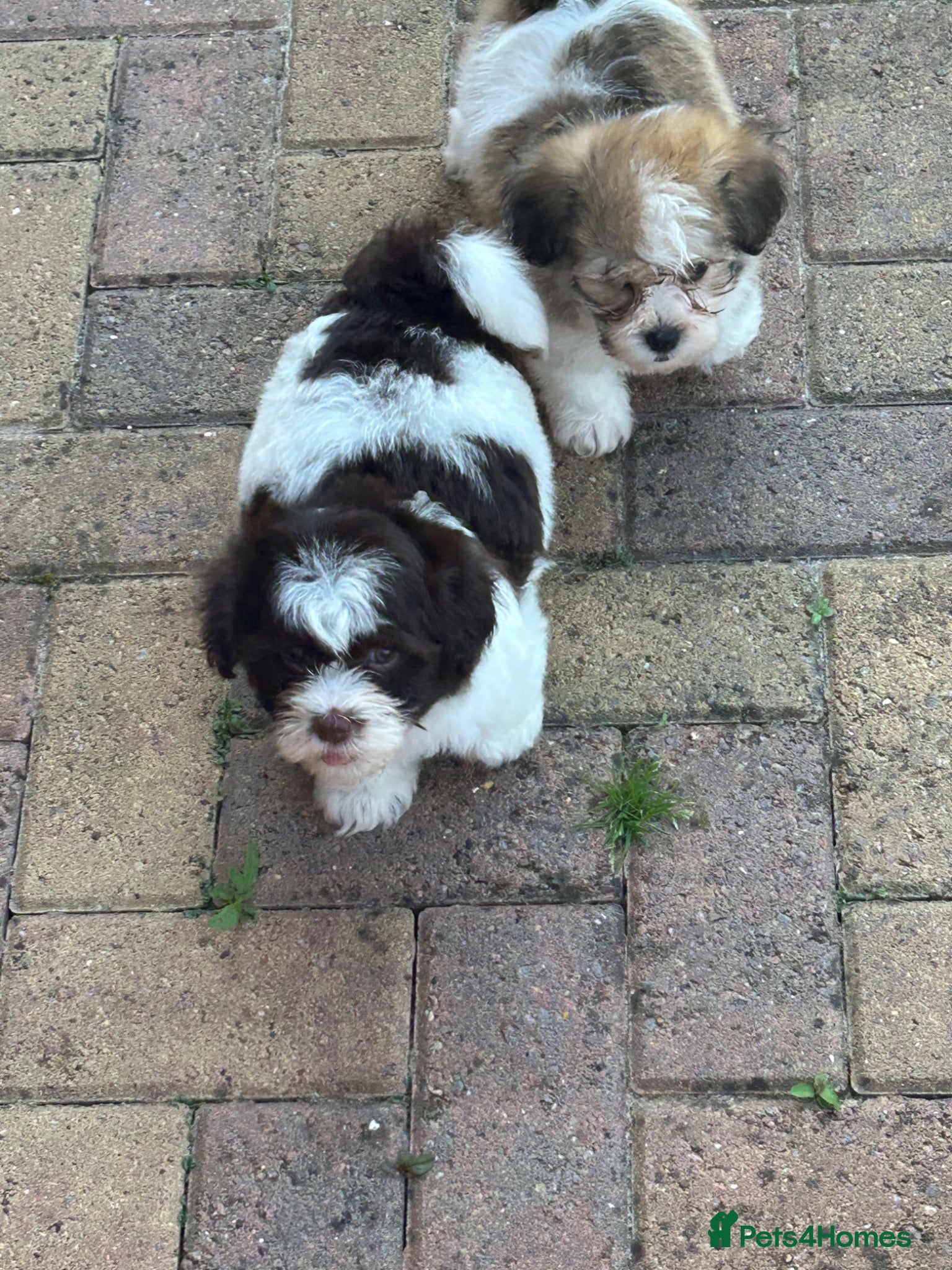 Havanese dogs 8 Exceptional colours KC reg Havanese puppies  - Advert 2