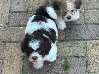 Havanese dogs 8 Exceptional colours KC reg Havanese puppies - Advert 2
