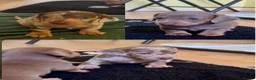 Dachshund dogs for sale: Reg miniature smooth daschunds  - Advert 18