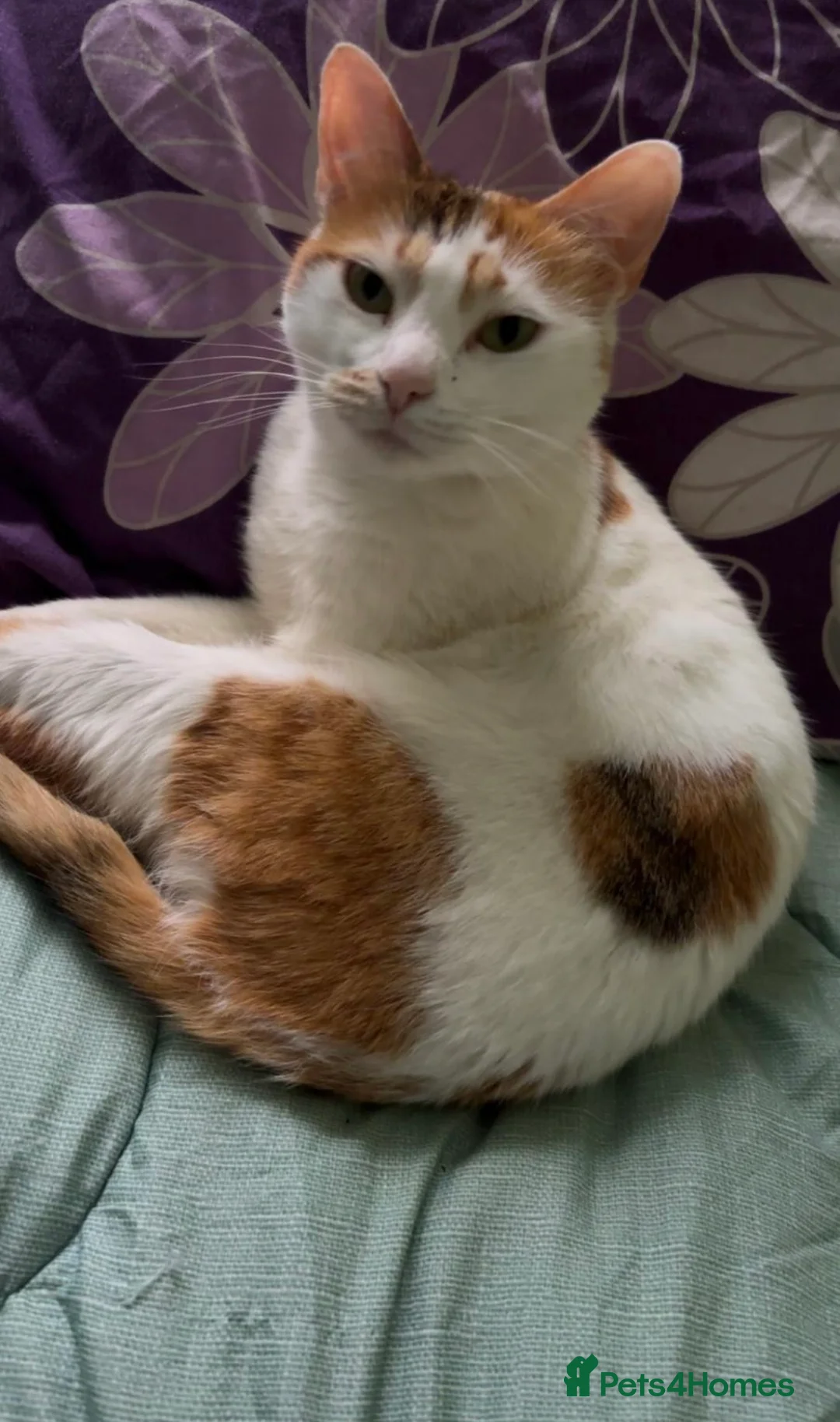 British Shorthair cats for sale: Meet Sophie 6 year old female cat - Advert 2