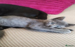 Mixed Breed cats for sale: Kittens * Just one black female now * - Image 5