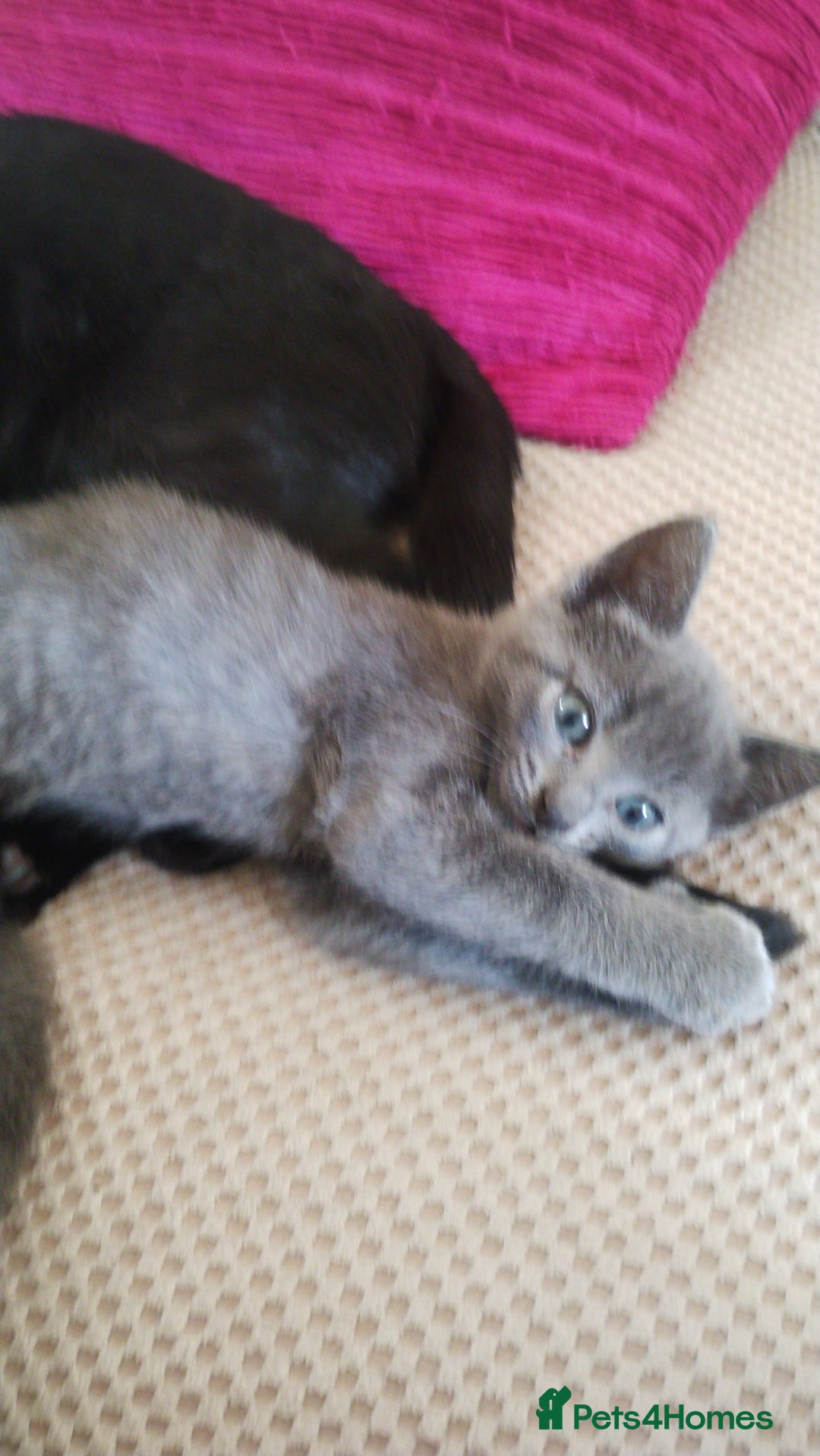 Mixed Breed cats for sale: Kittens * Just one black female now * - Image 5