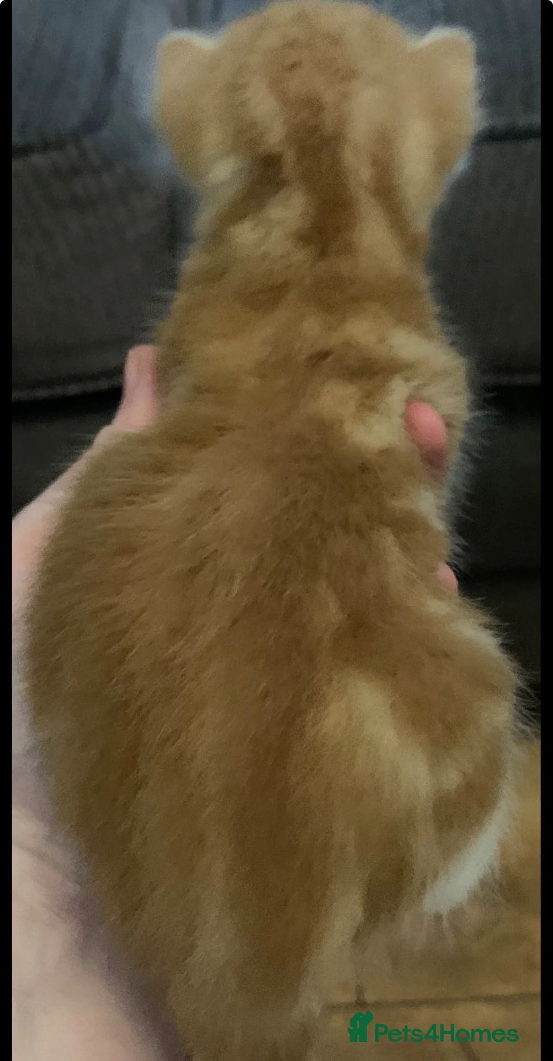 Mixed Breed cats for sale: Two ginger kittens beautiful markings  - Advert 9