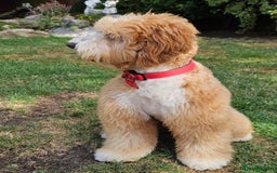 Labradoodle dogs for stud: HIP 0/0 ELBOW 0/0! 100% AUSTRALAIN LABRADOODLE in Kettering - Image 5