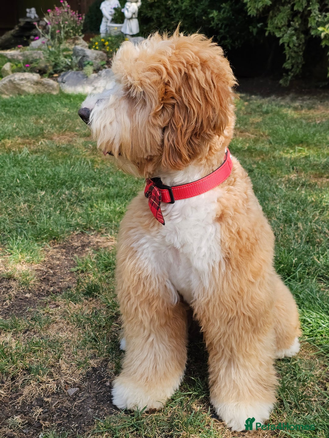 Labradoodle dogs for stud: HIP 0/0 ELBOW 0/0! 100% AUSTRALAIN LABRADOODLE in Kettering - Image 5