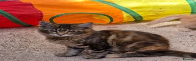 Maine Coon 