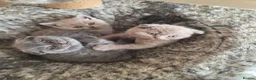 Scottish Fold cats for sale: Beautiful Scottish fold kittens.  in Boston - Advert 7