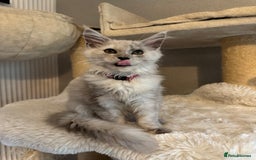 Maine Coon cats for sale: Stunning Maine Coon girls  - Image 14