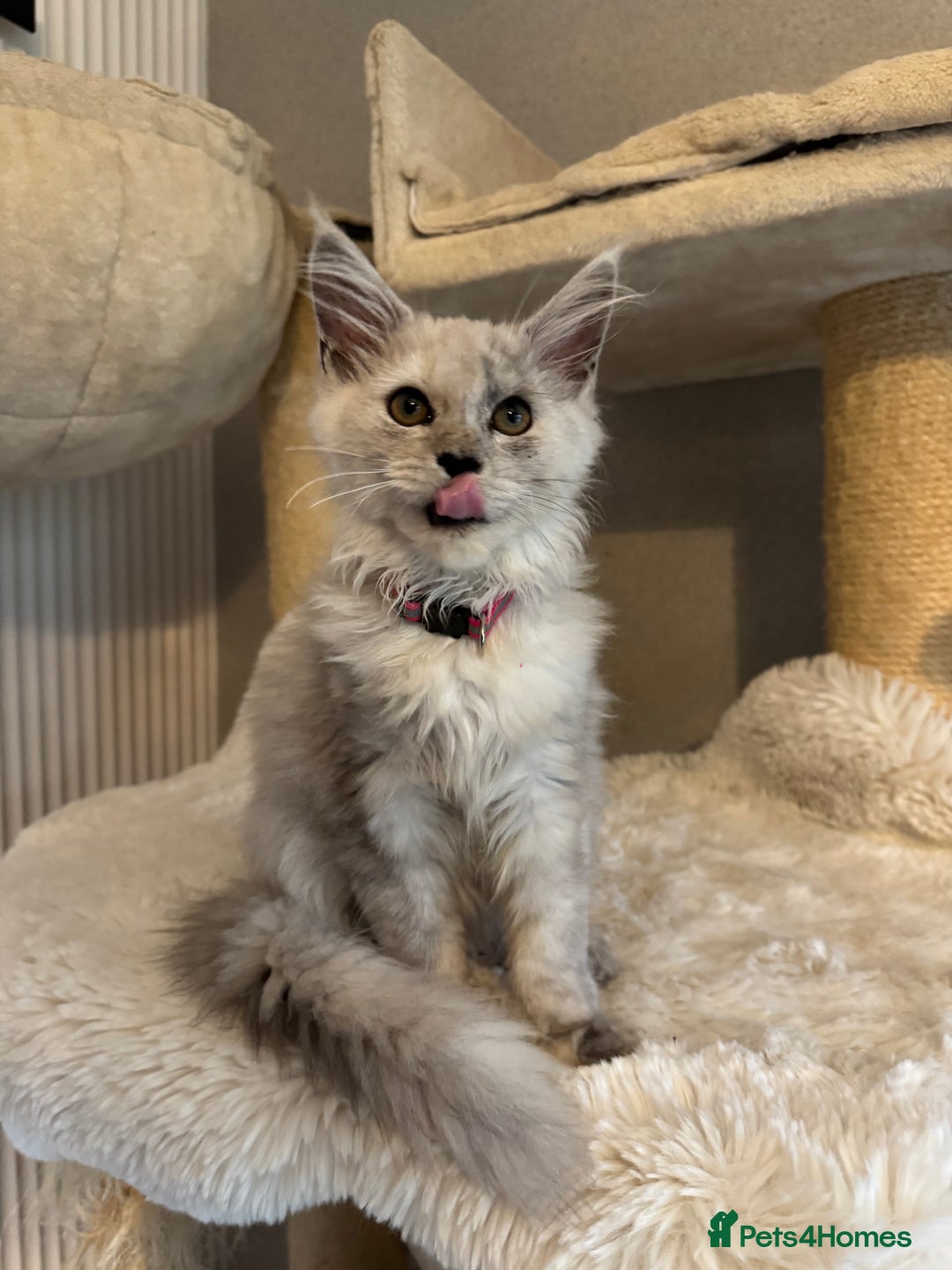 Maine Coon cats for sale: Stunning Maine Coon girls  - Image 14
