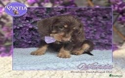 Miniature Dachshund dogs for sale: Beautiful miniature dachshunds ready now  - Image 10