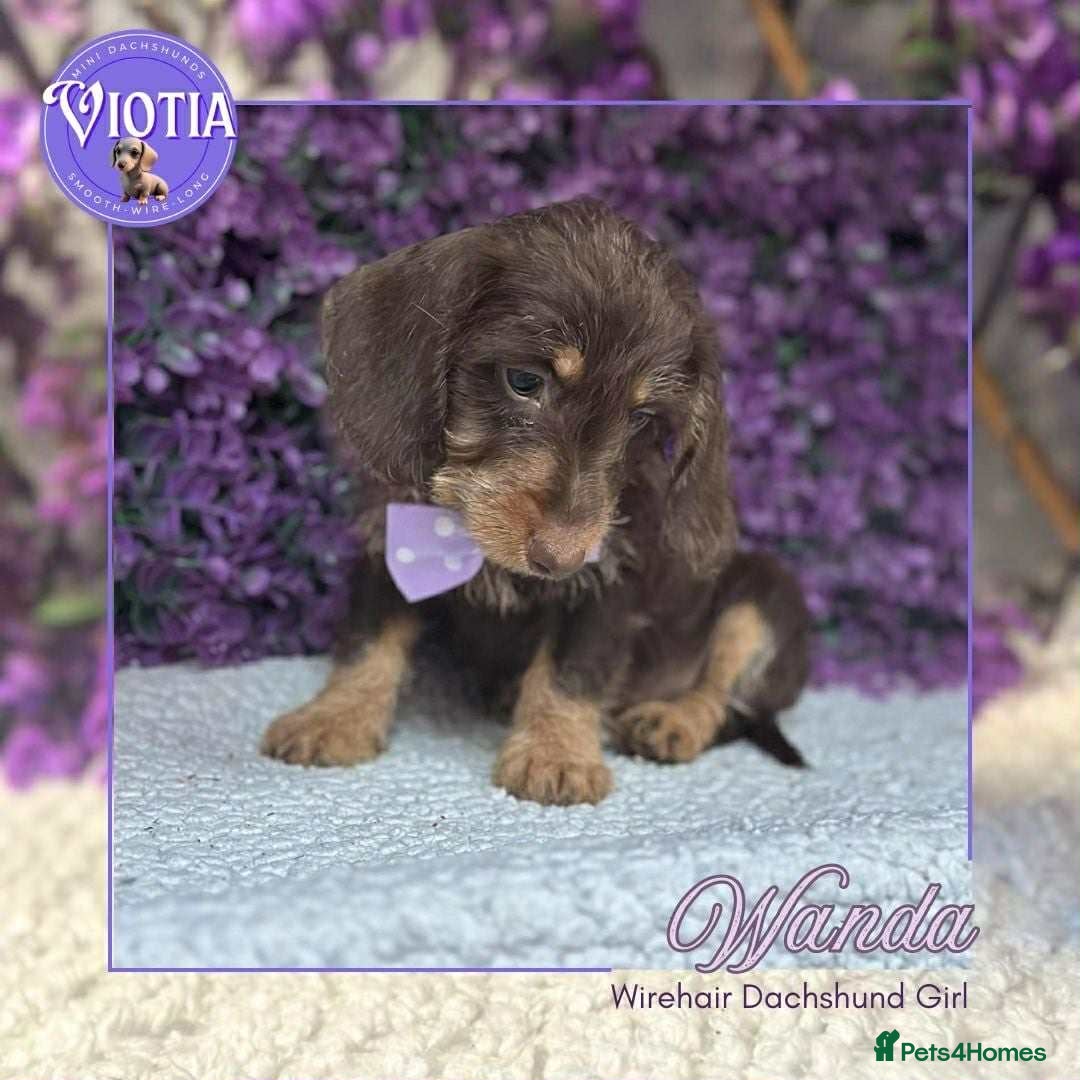 Miniature Dachshund dogs for sale: Beautiful miniature dachshunds ready now  - Image 10