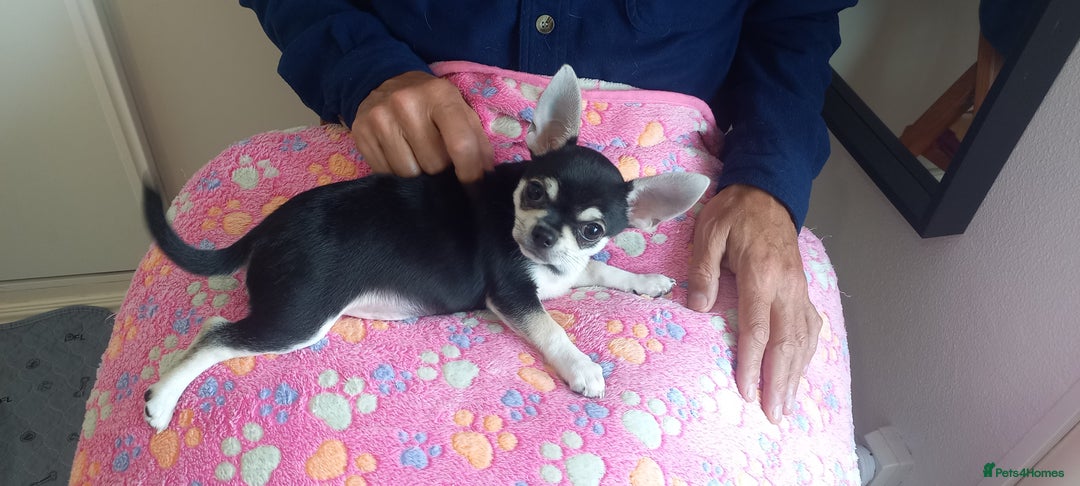 Chihuahua dogs for sale: EU pet Passport holder chihuahua male - Image 5