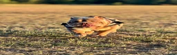 English Bulldog dogs for sale: Pig - English Bulldog - Advert 4